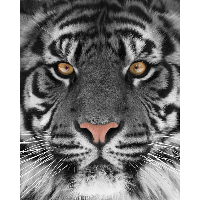 The Tiger Eyes artwork showcases a close-up of a tigers face with intense golden eyes, bold black stripes, a pink nose, and long white whiskers. This museum-quality piece comes to life beneath tempered glass, making it perfect for your home or office.