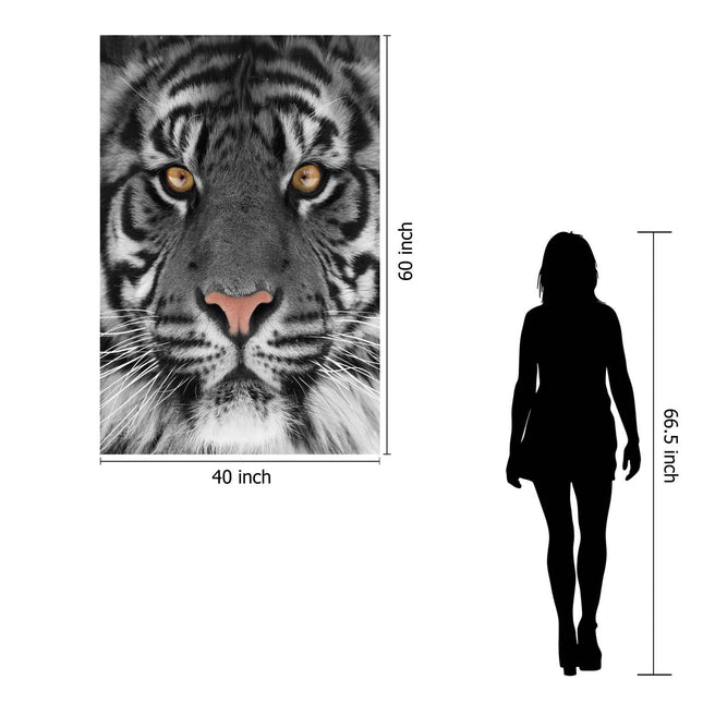 The Tiger Eyes poster, measuring 40x60 inches, showcases a tigers face with piercing eyes and black-and-white stripes. Displayed next to a silhouette of a 66.5-inch tall person, this museum-quality artwork enhances any home or office.