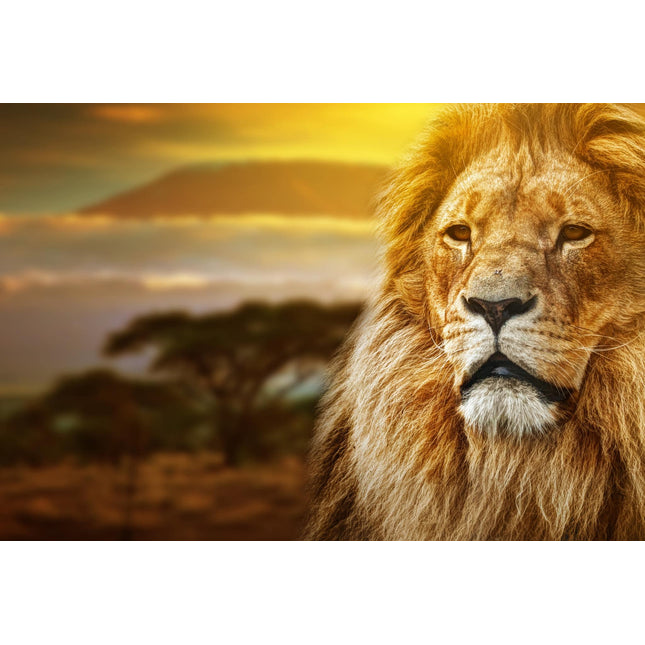 The Lion Safari artwork features a regal lion with a thick mane set against a blurred African savanna at sunset. With golden skies and silhouetted acacia trees, this museum-quality piece is perfect for display in your home or office behind tempered glass.