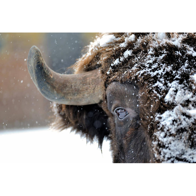 The Snowy Bison artwork captures a bisons face amidst a snowy backdrop, highlighting its snow-dusted fur, visible eye, and large curved horn. Snowflakes dance around it, creating an exquisite piece ideal for home or office decor.