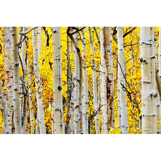 A forest of tall, slender birch trees with white bark and dark markings is set against a background of vibrant Yellow Aspen leaves. This scene, resembling museum-quality art, conveys tranquility and natural beauty.