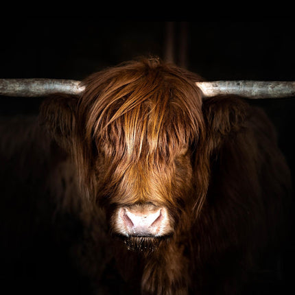 Highland Cow on Black 40x60 SF1764