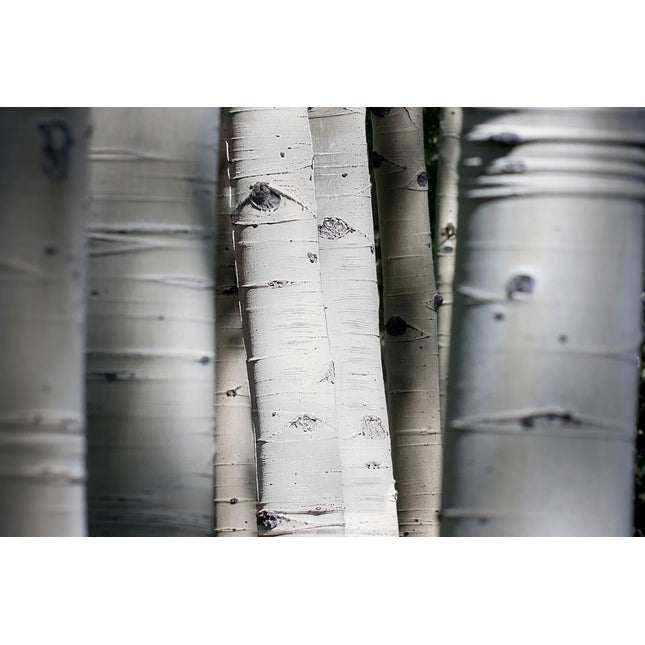 Aspen Trunks
