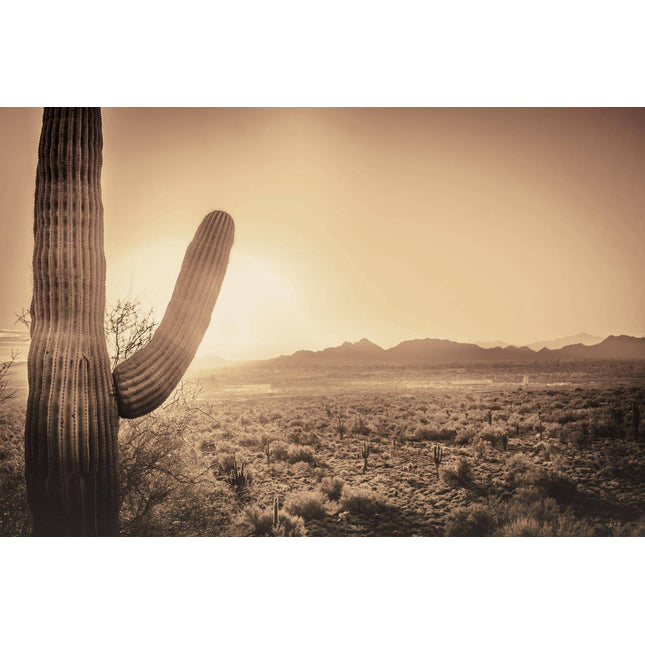 The Desert Cactus captures a sepia-toned desert sunset with museum-quality finesse, showing a tall saguaro cactus on the left as the sun sets behind mountains, casting warm light over cacti and shrubs.